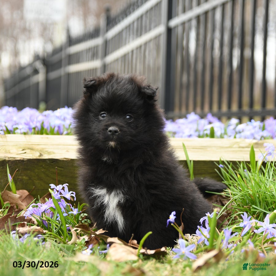 Pomeranian dogs Blackie - Ad 1