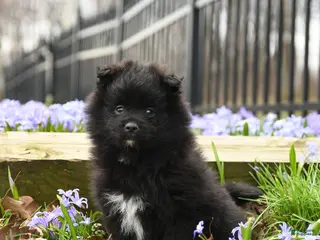 Pomeranian dogs for sale: Blackie - Ad 3