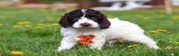 Cockapoo dogs for sale: Dalton - Ad 6