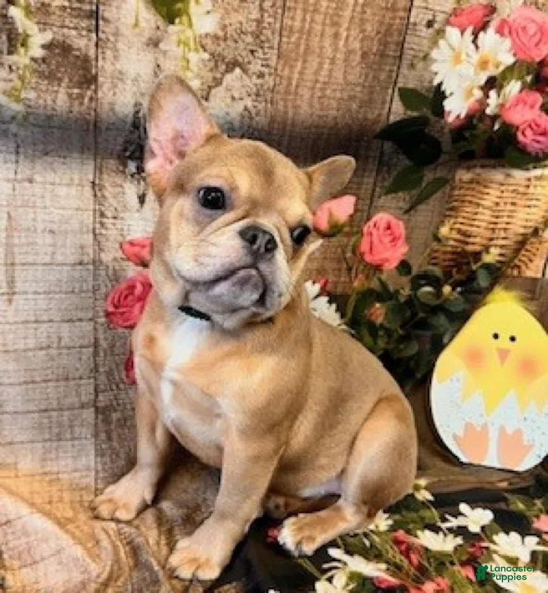 French Bulldog dogs for sale: Lilly - Ad 2