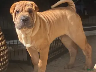 Shar Pei dogs Love - Ad 4