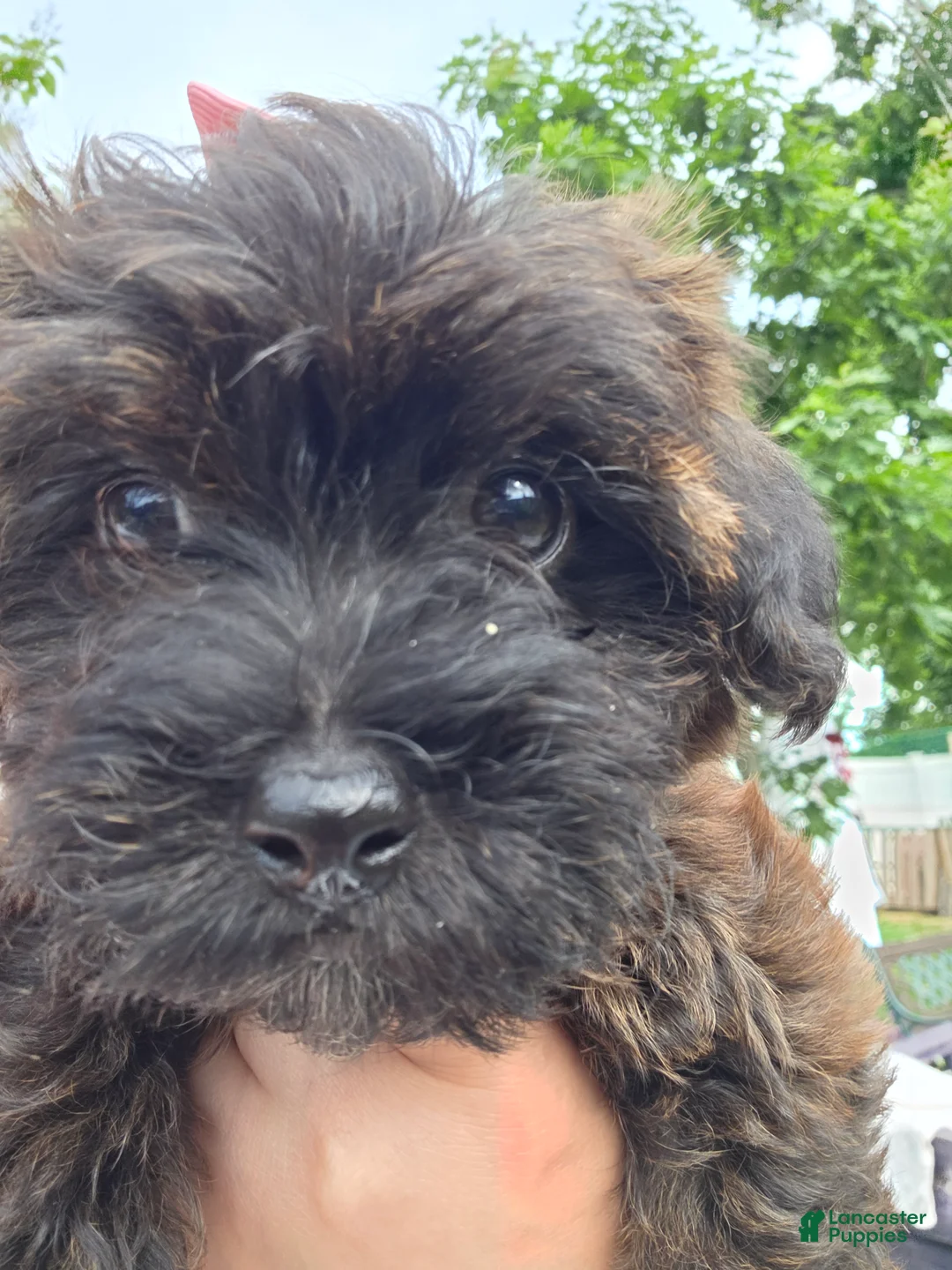 Yorkiepoo dogs for sale: Yorkiepoo 4 Red Collar female ❤️ - Ad 2