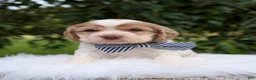 Cocker Spaniel dogs for sale: Dusty - Ad 7