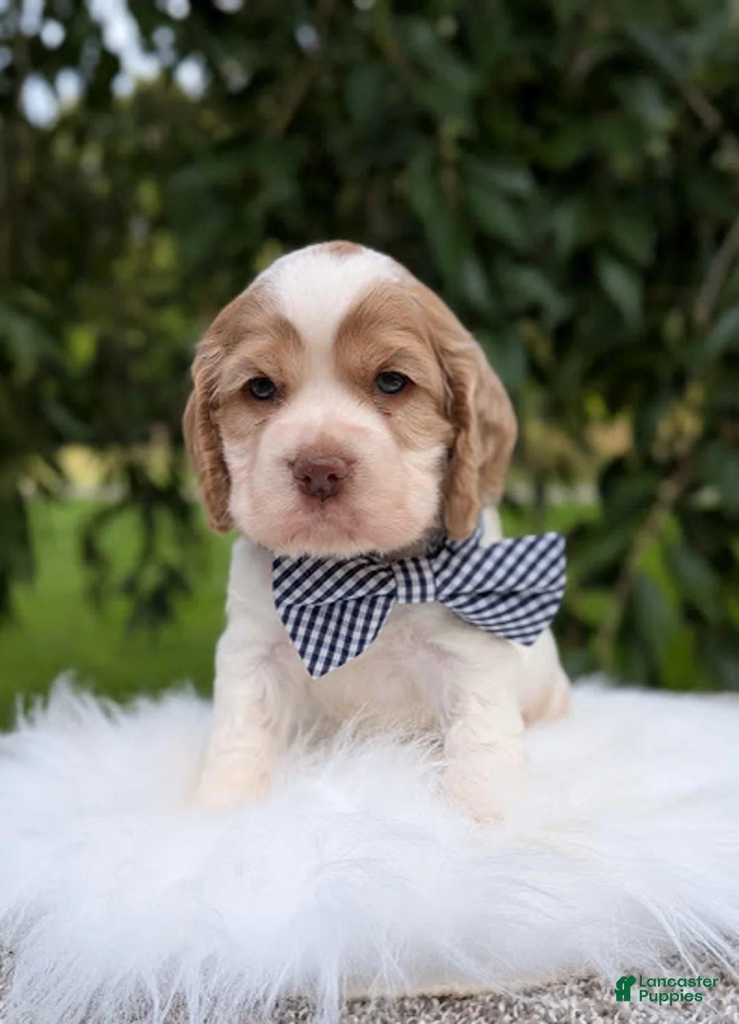 Cocker Spaniel dogs for sale: Dusty - Ad 7