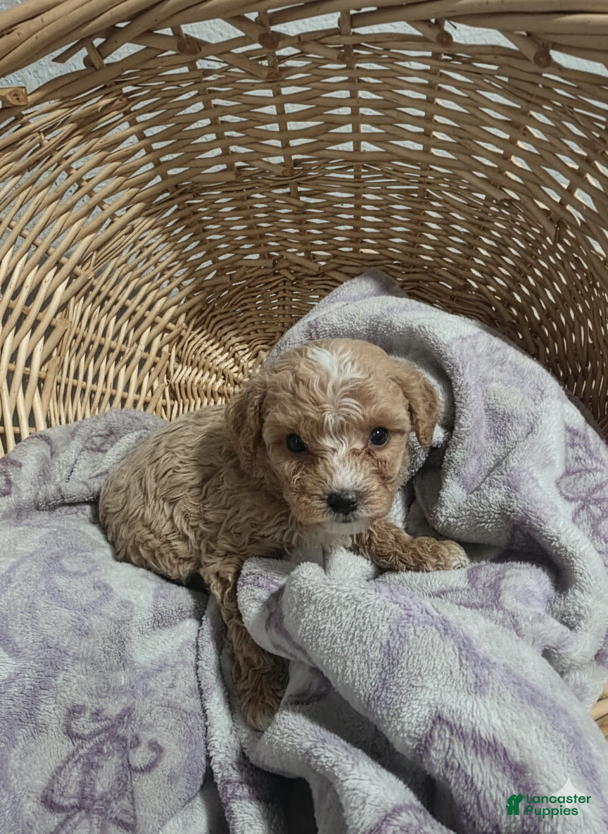 Cavapoo dogs Buddy  - Ad 1