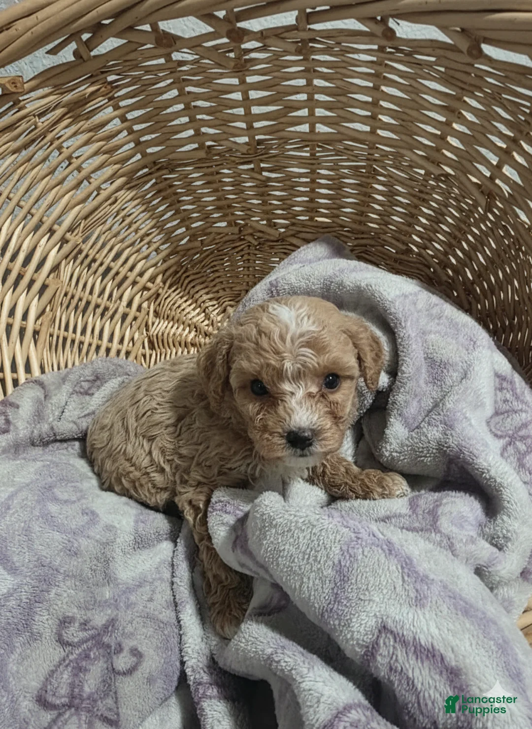 Cavapoo dogs for sale: Buddy  - Ad 1