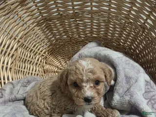 Cavapoo dogs for sale: Buddy - Ad 4