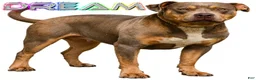 American Bully dogs for sale: ACE - Ad 2
