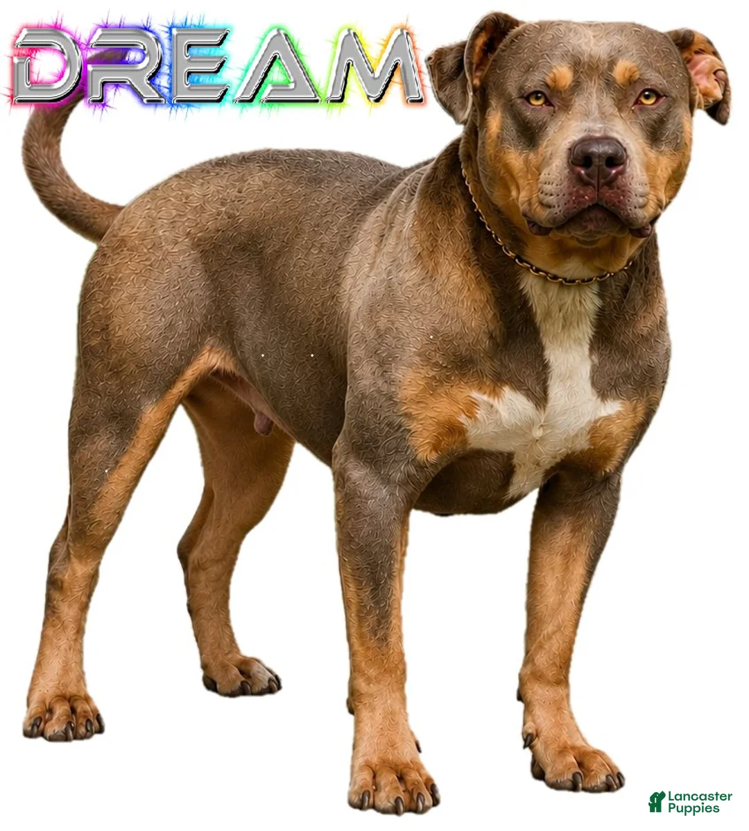 American Bully dogs for sale: ACE - Ad 2