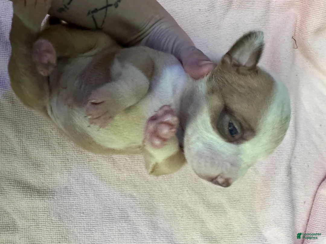 American Pit Bull Terrier dogs for sale: American Pit Bull Terrier Puppy 3 - Ad 2