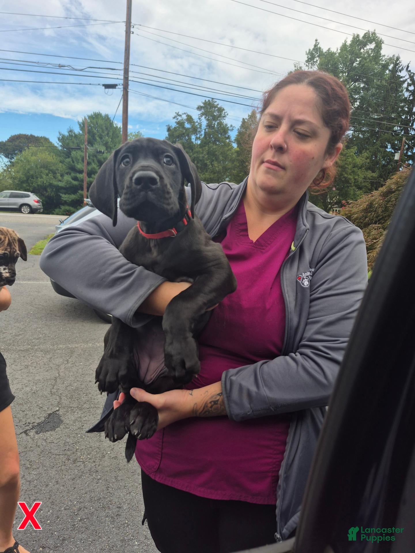 Great Dane dogs Xenia - Ad 36