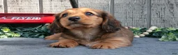 Miniature Dachshund dogs for sale: Samspon - Ad 3