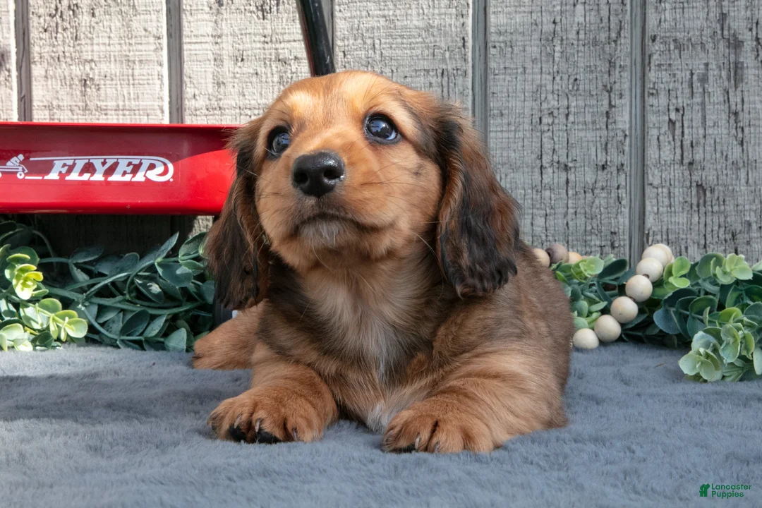 Miniature Dachshund dogs for sale: Samspon - Ad 3