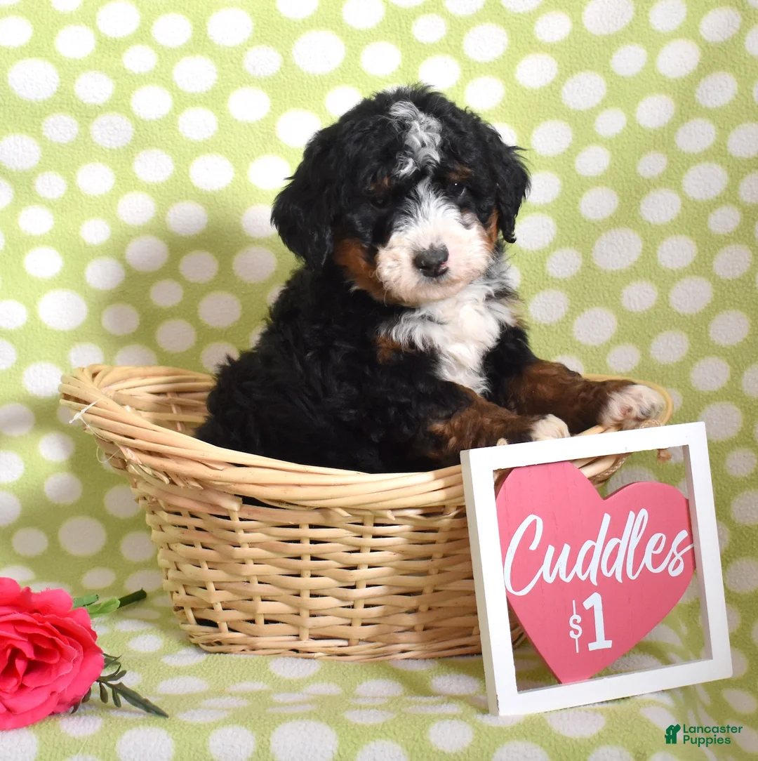 Bernedoodle dogs for sale: Granola  - Ad 3