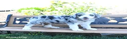 Mini Bernedoodle dogs for sale: Lilac - Ad 3