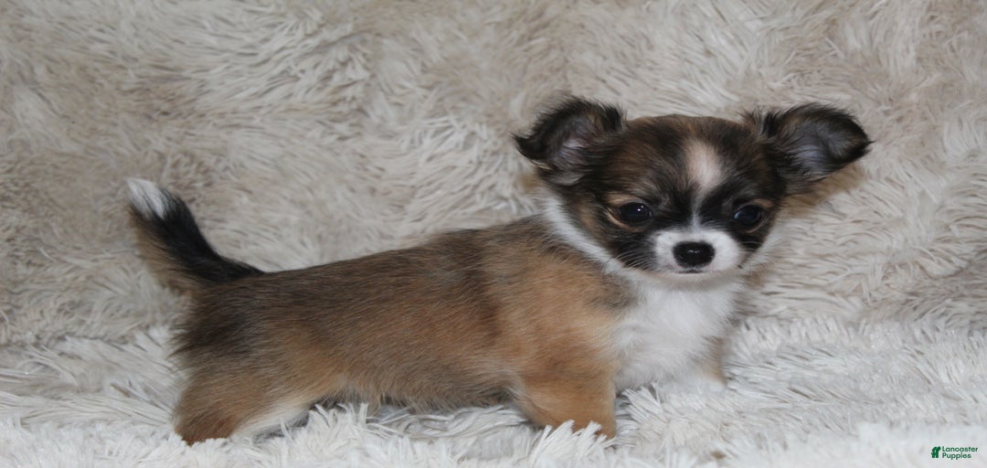 Gallery Image {{count}}