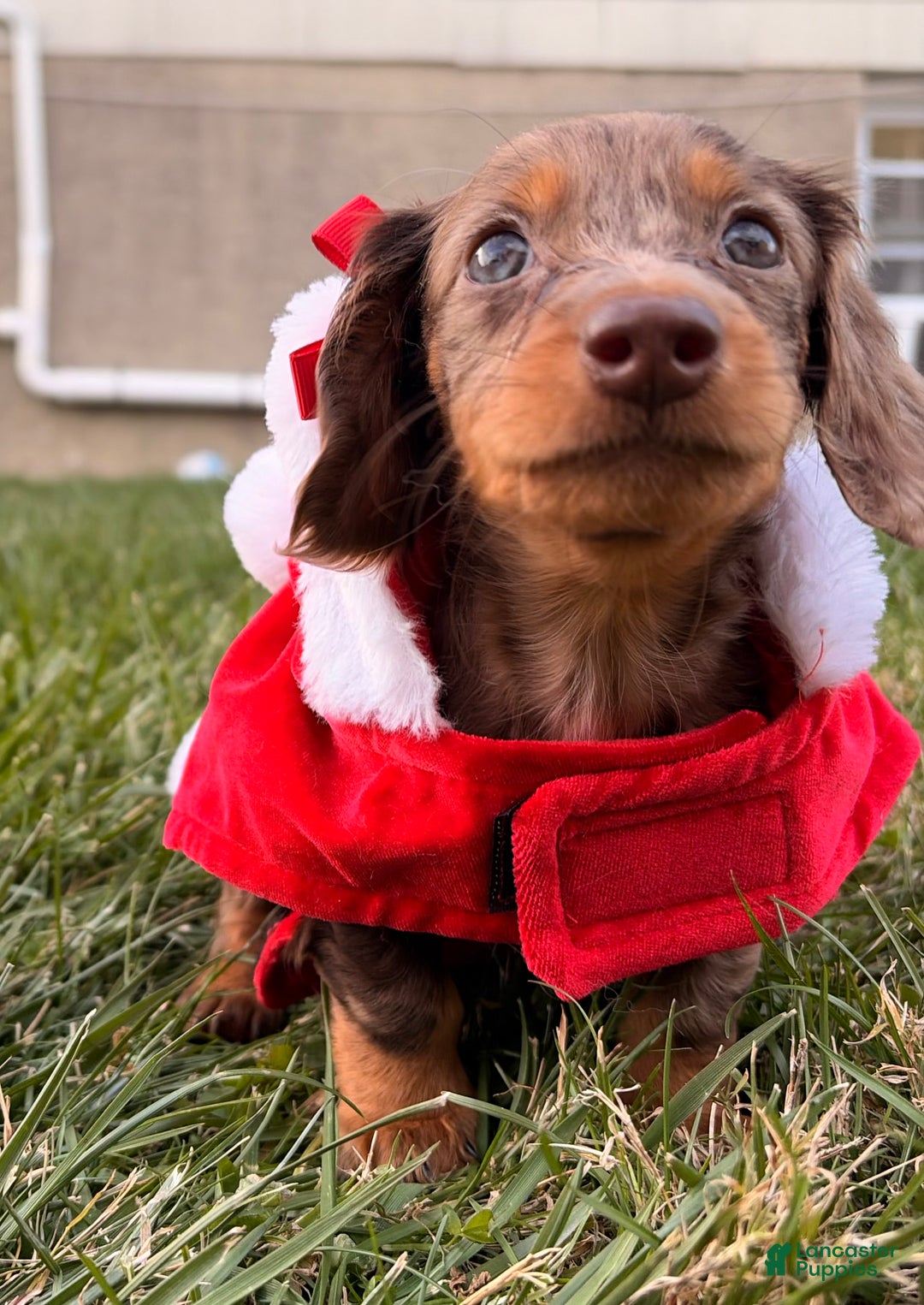 Miniature Dachshund dogs for sale: Cocoa - Ad 2
