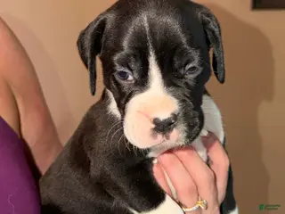 Boxer dogs Pink collar girl - Ad 21