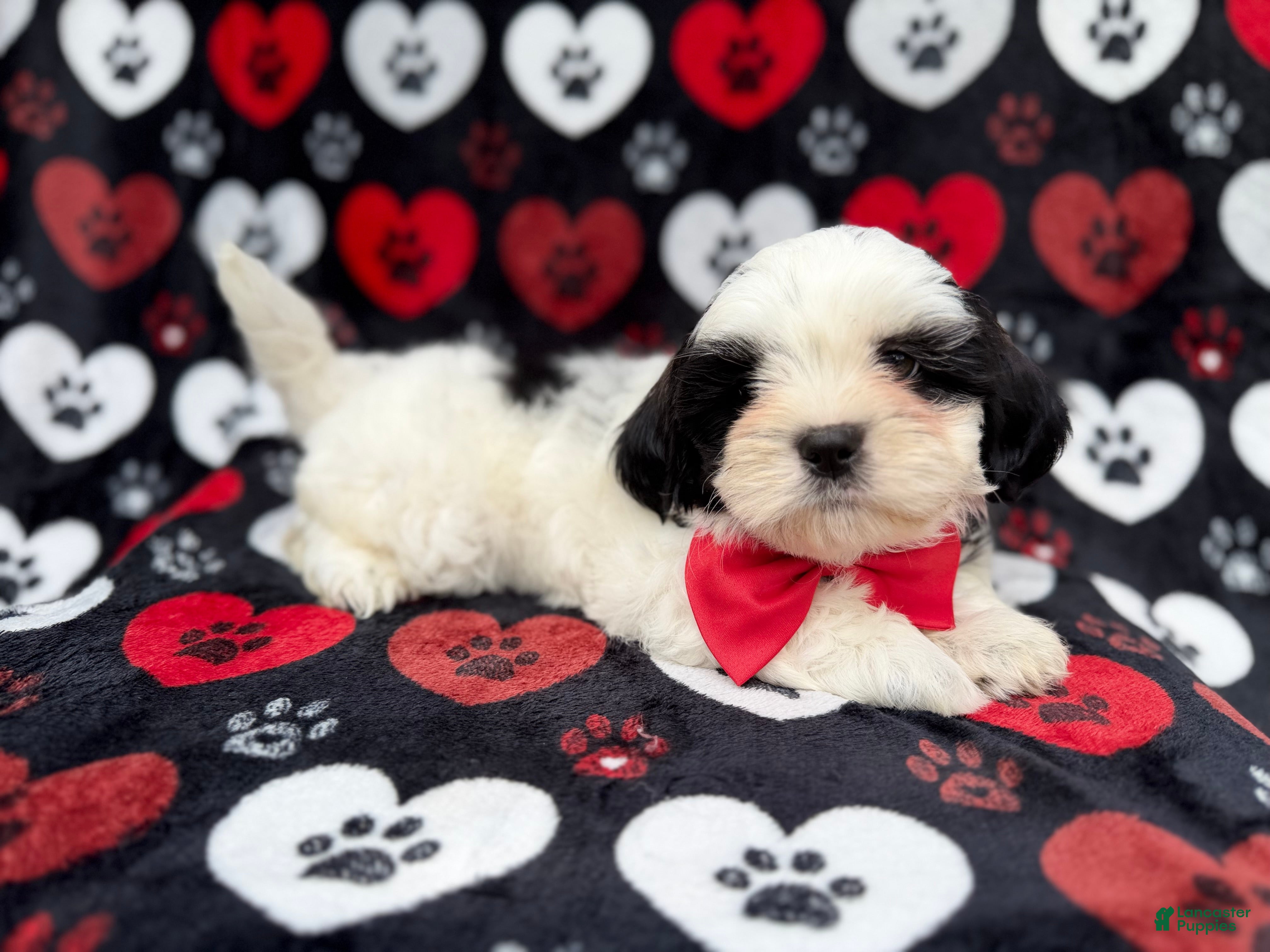 Shih Tzu dogs Sebastian  - Ad 6