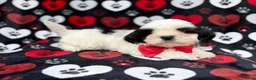 Shih Tzu dogs for sale: Sebastian  - Ad 1