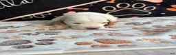 Basset Hound dogs for sale: Basset Hound 1 - Ad 5