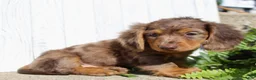 Miniature Dachshund dogs for sale: Piper - Ad 4