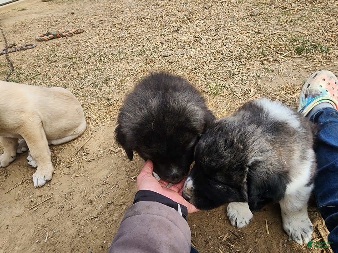 Anatolian Shepherd dogs for sale: Zena 2025 M1 - Ad 2