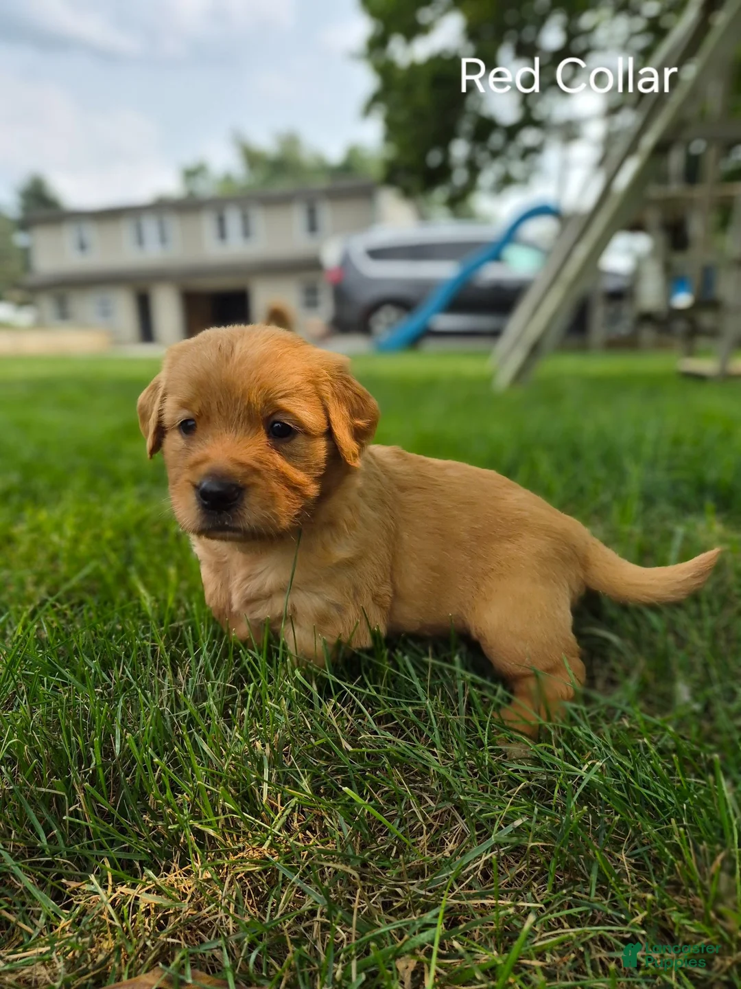 Golden Retriever dogs for sale: Lollypop (Red Collar) - Ad 2