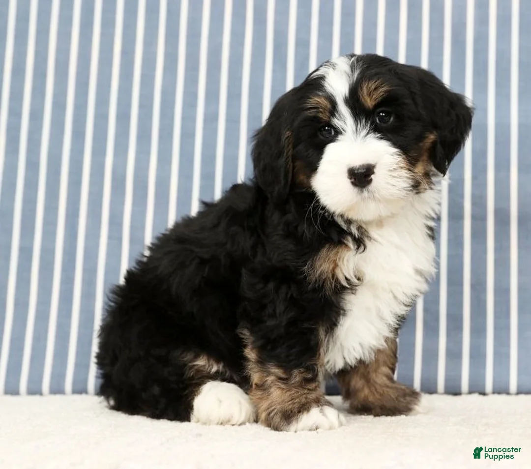 Mini Bernedoodle dogs for sale: Theo - Ad 5