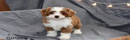 Cavapoo dogs for sale: Molly - Ad 4