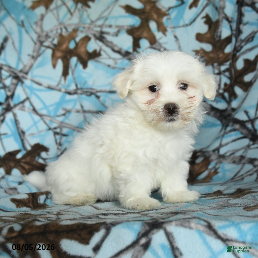Maltese dogs Ivan - Ad 1