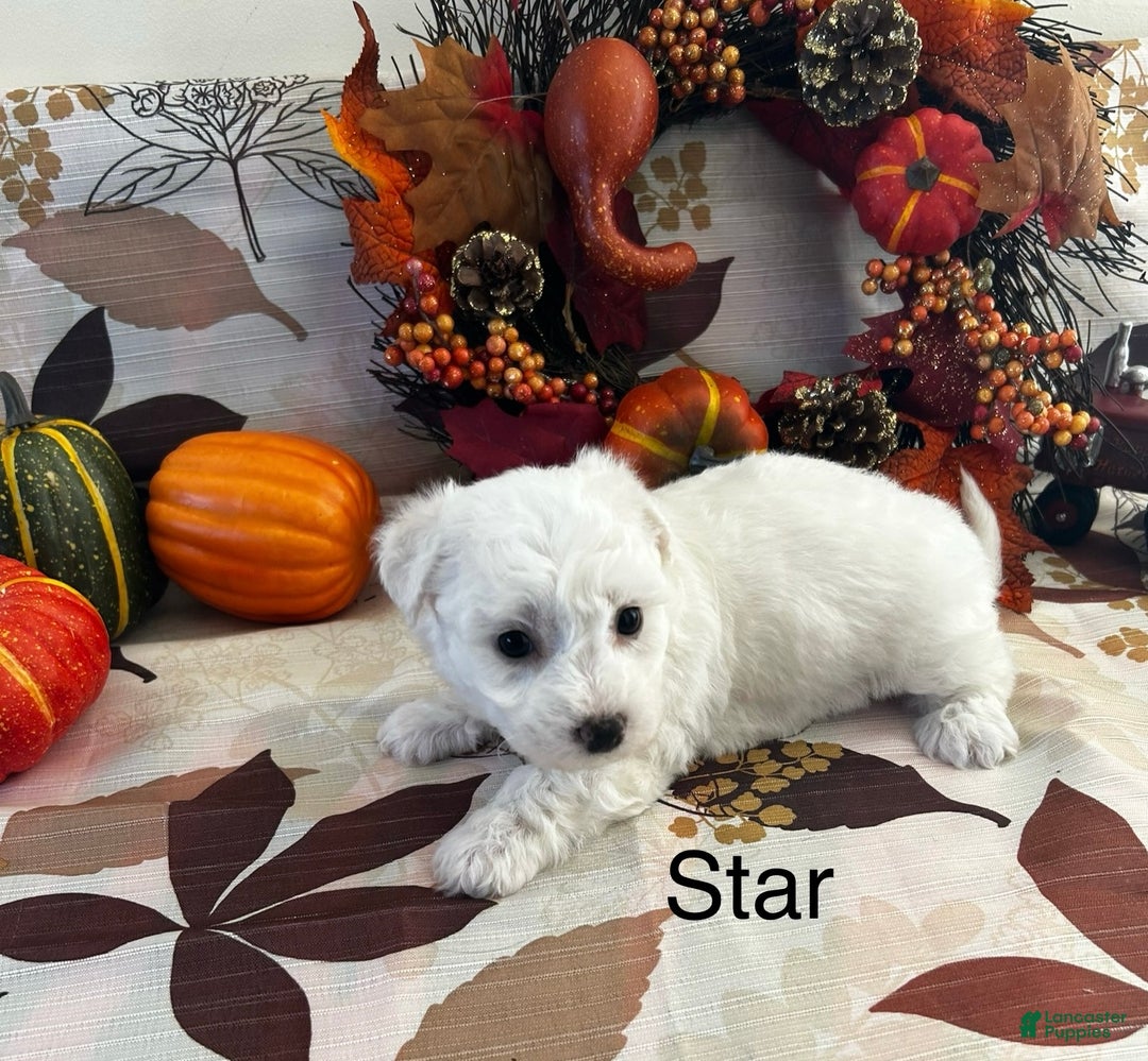 Bichon Frise dogs for sale: Bichon Frise Puppy 3 - Ad 3