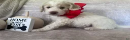 Goldendoodle dogs for sale: Bricks ❤️ - Ad 6