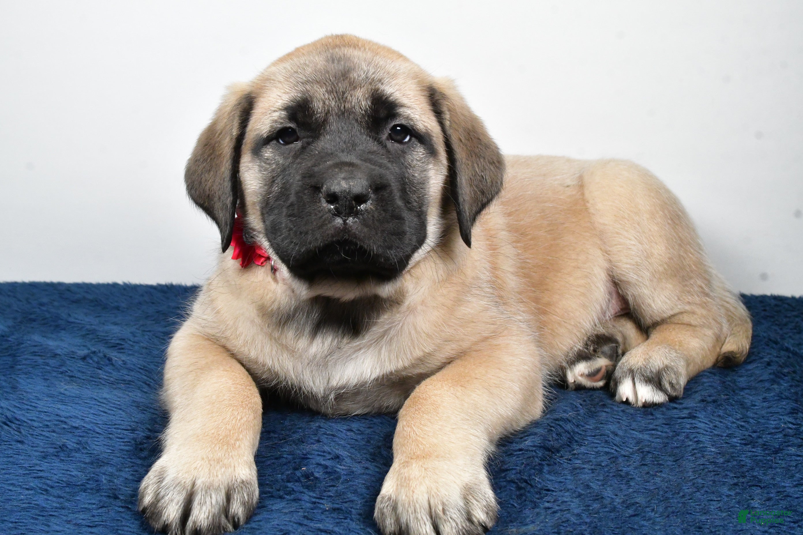English Mastiff dogs Sugar - Ad 14