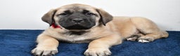 English Mastiff dogs for sale: Sugar - Ad 1