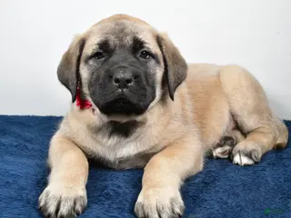 English Mastiff dogs Sugar - Ad 6