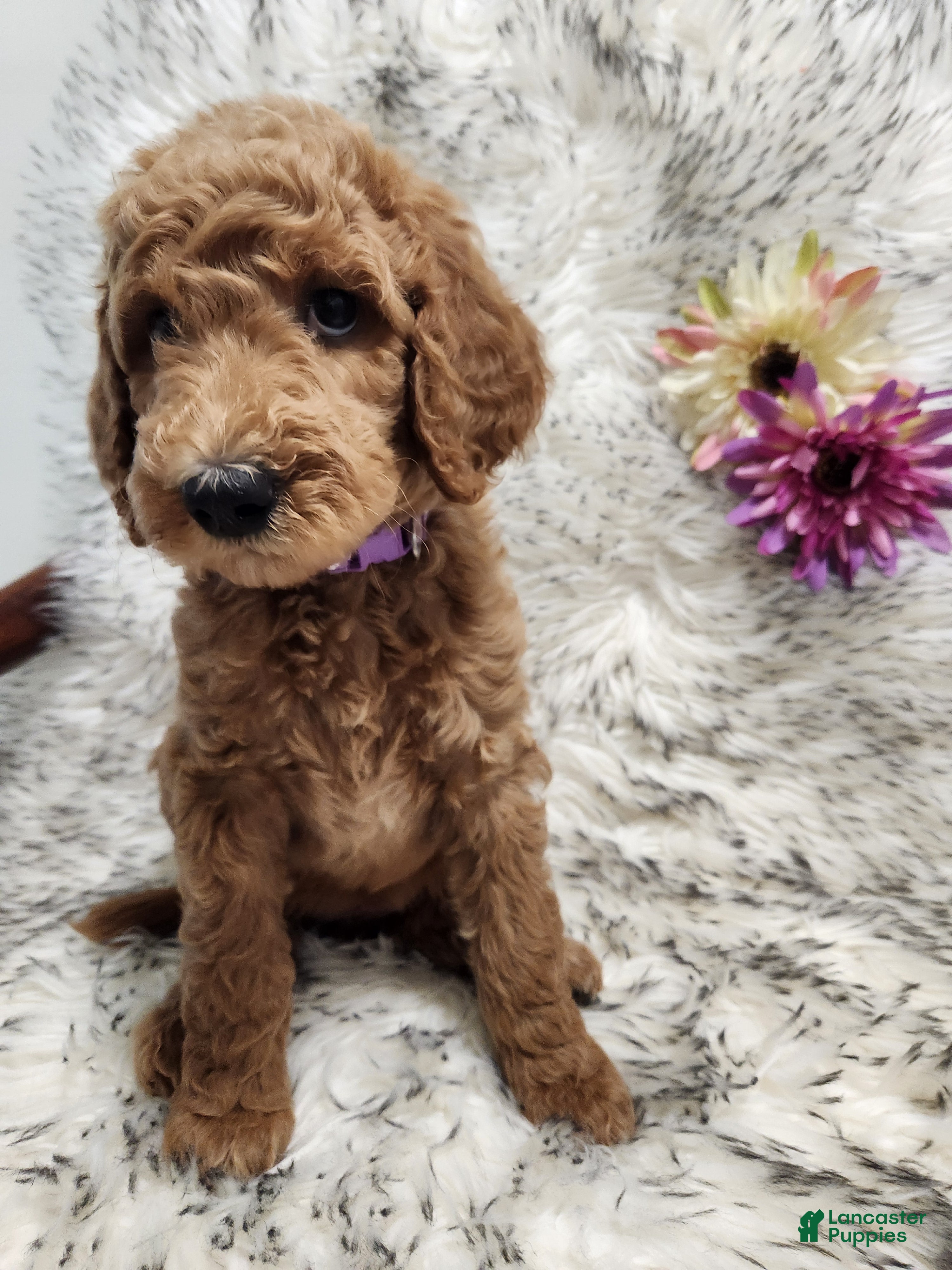 Standard Poodle dogs Sasha - Ad 14