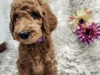 Standard Poodle dogs Sasha - Ad 14