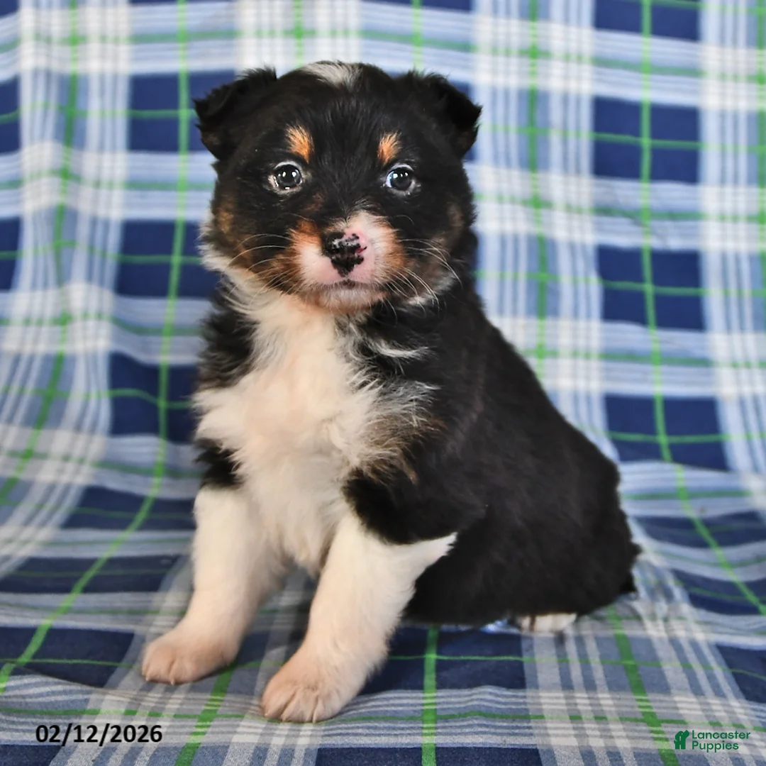 Australian Shepherd dogs for sale: Sage - Ad 3