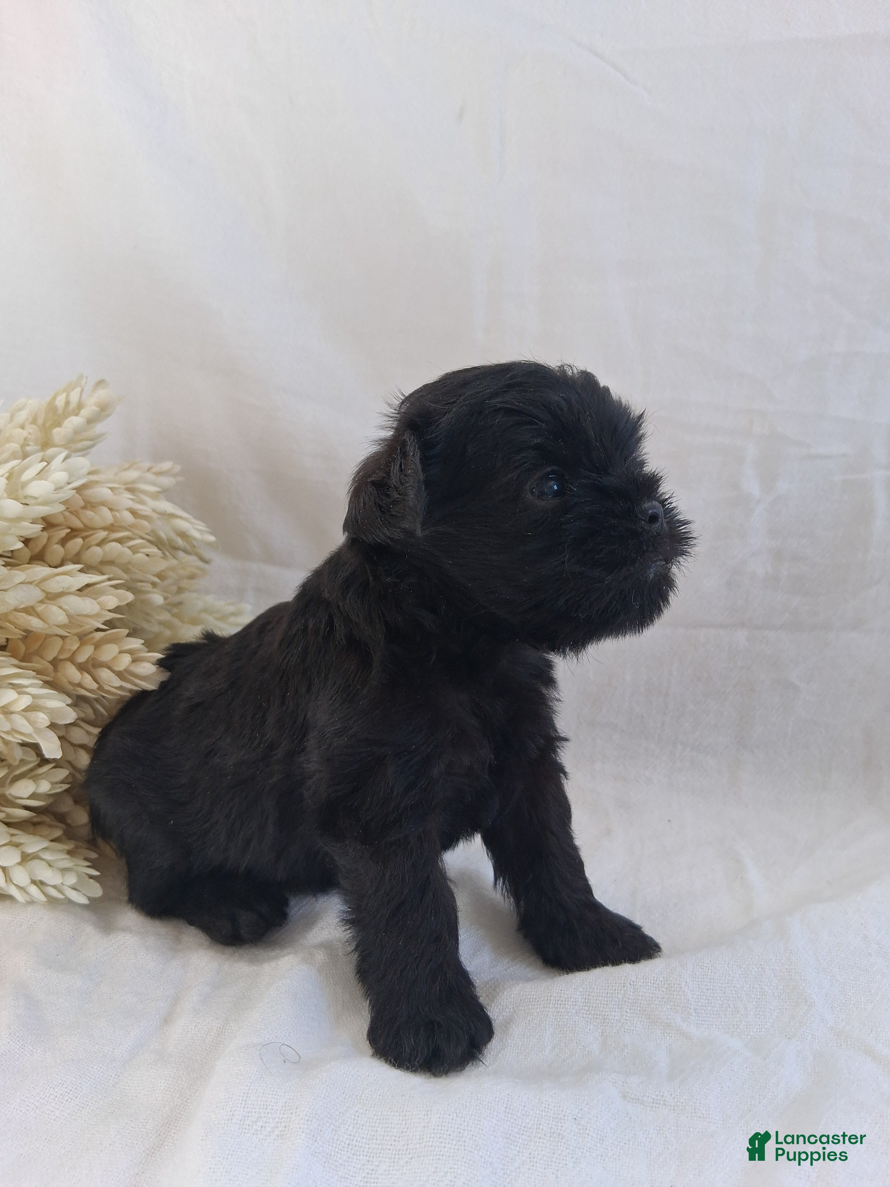 Affenpinscher dogs LLW JORDY - Ad 2