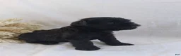 Affenpinscher dogs for sale: LLW JORDY - Ad 2