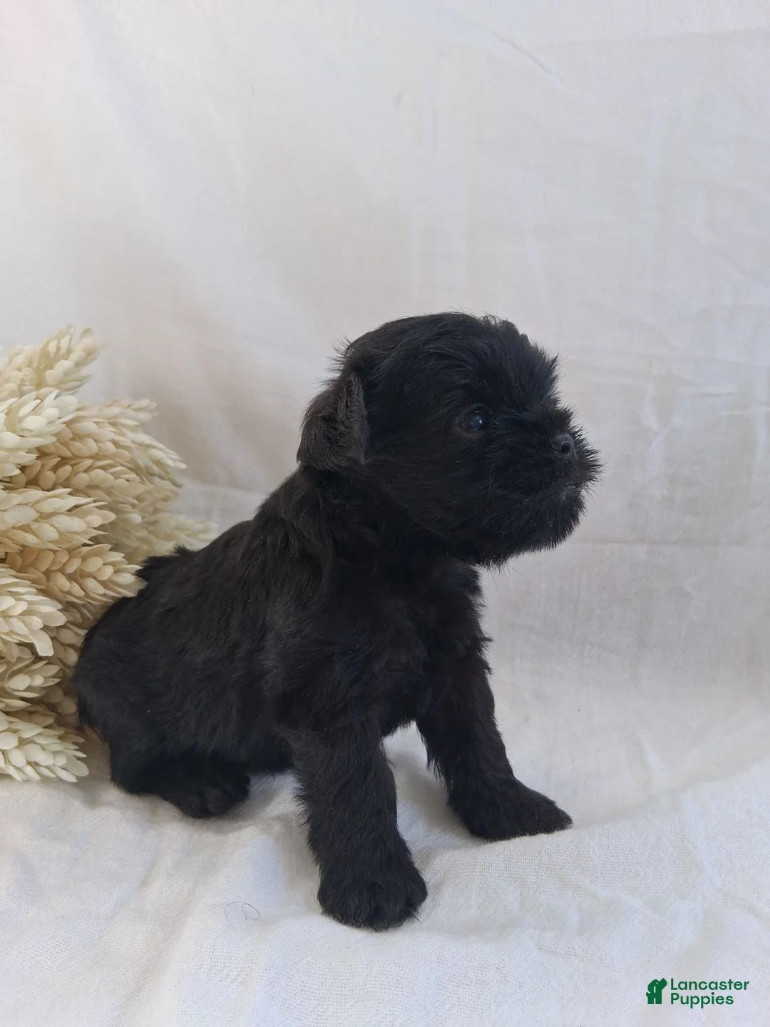 Affenpinscher dogs for sale: LLW JORDY - Ad 2