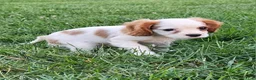 Cavalier King Charles Spaniel dogs for sale: MilkyWay - Ad 7