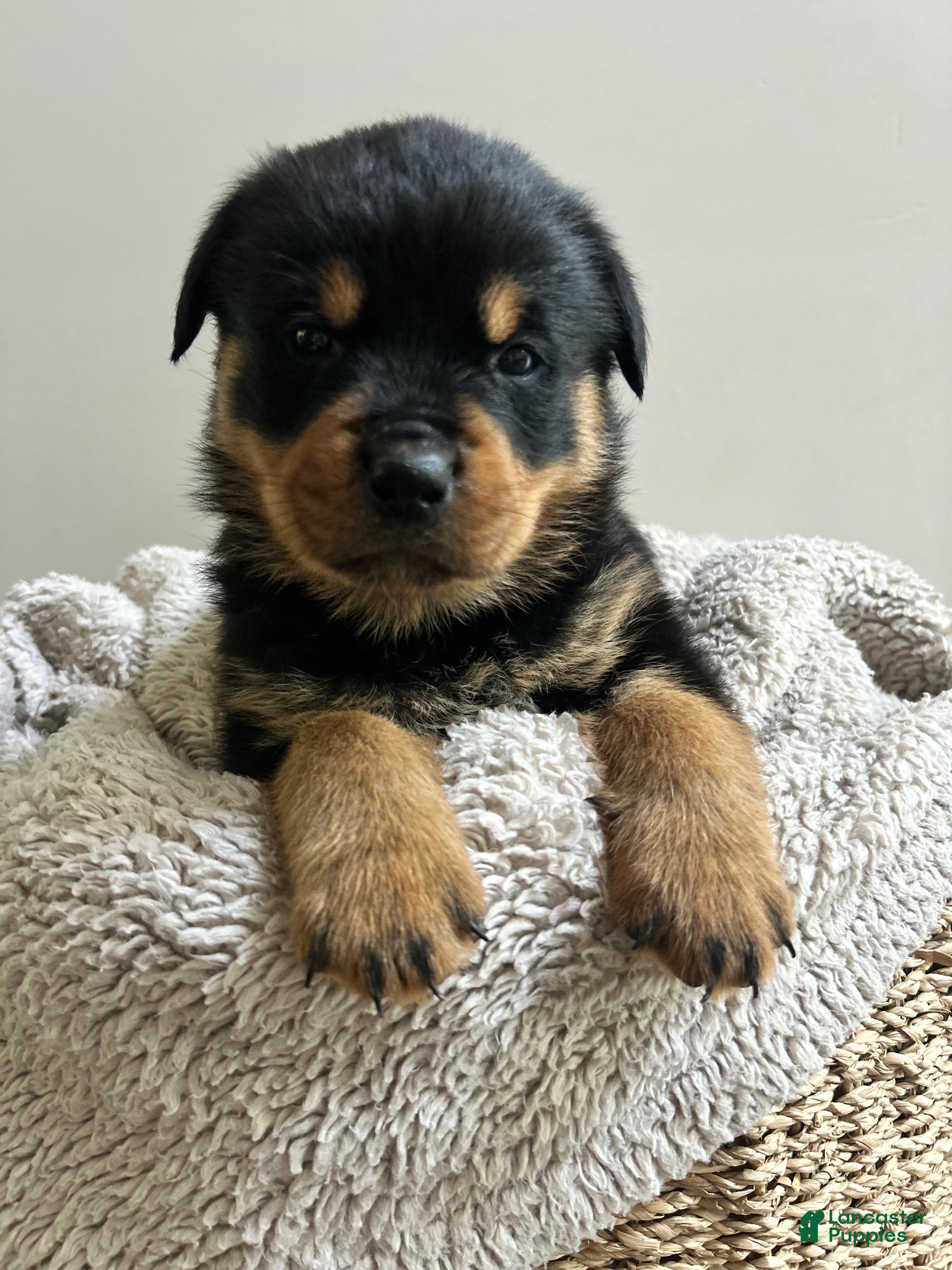 Rottweiler dogs for sale: Reese - Ad 1