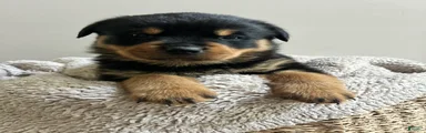 Reese