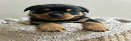Rottweiler dogs for sale: Reese - Ad 1
