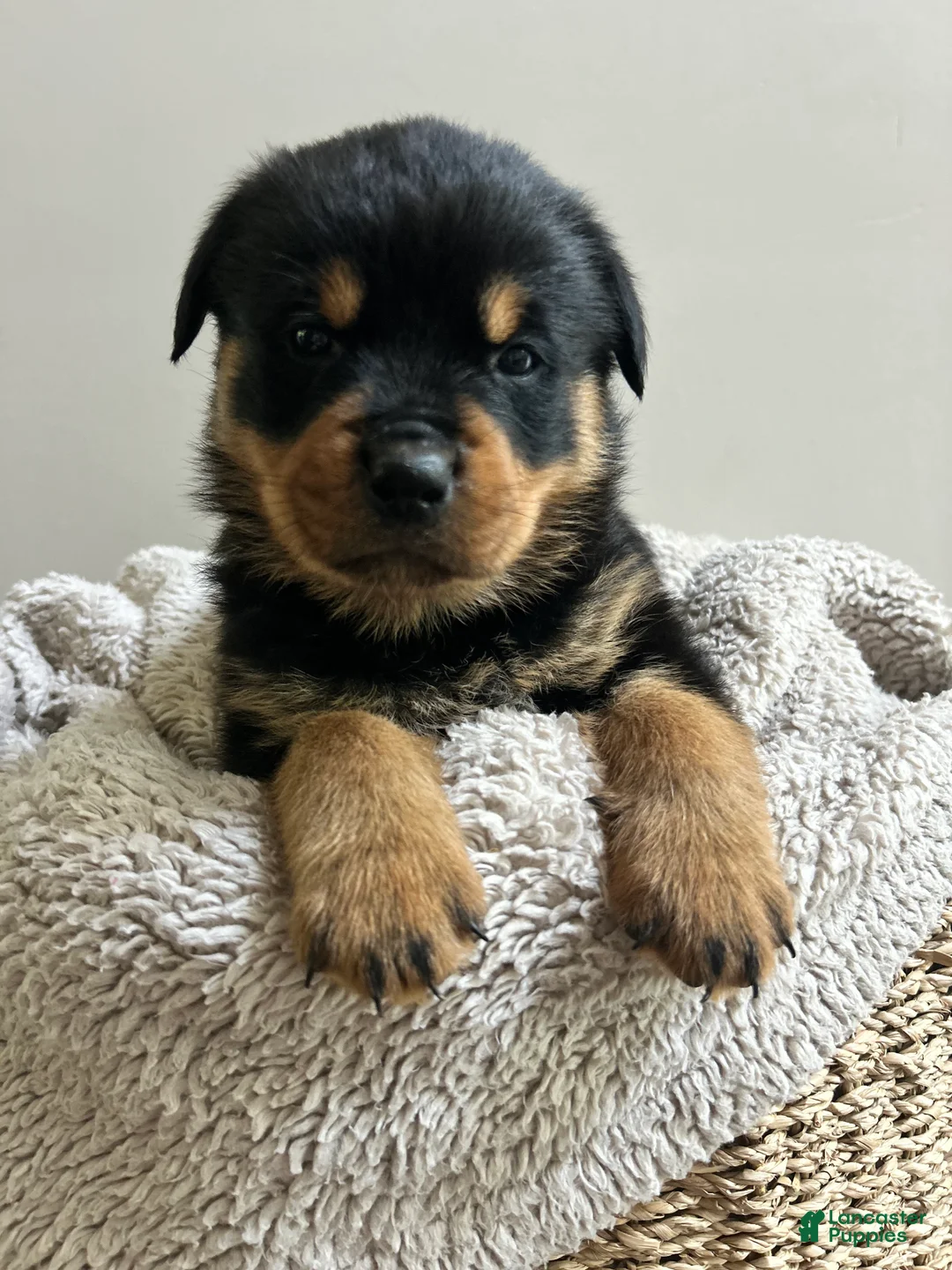 Rottweiler dogs for sale: Reese - Ad 1