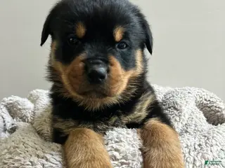 Rottweiler dogs for sale: Reese - Ad 1