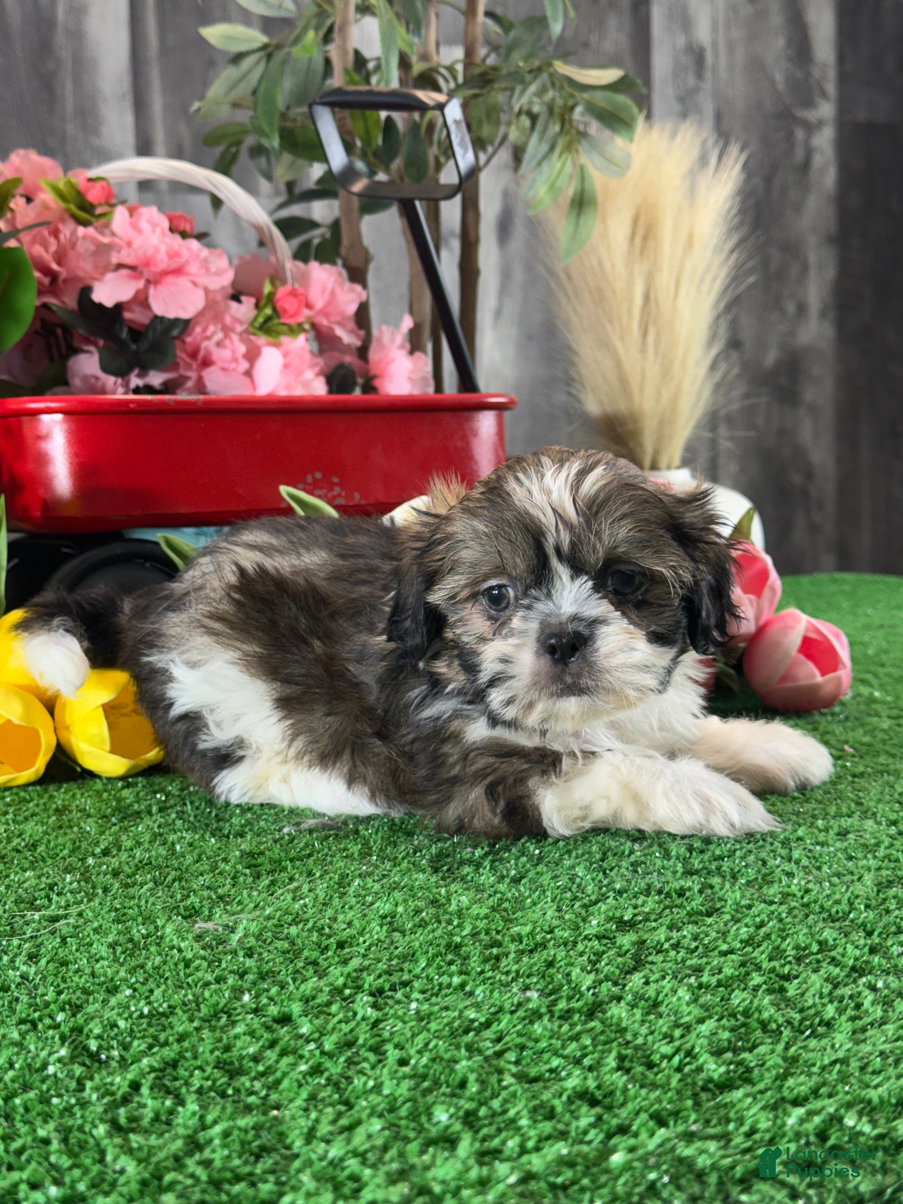 Shih Tzu dogs for sale: Sydney  - Ad 2