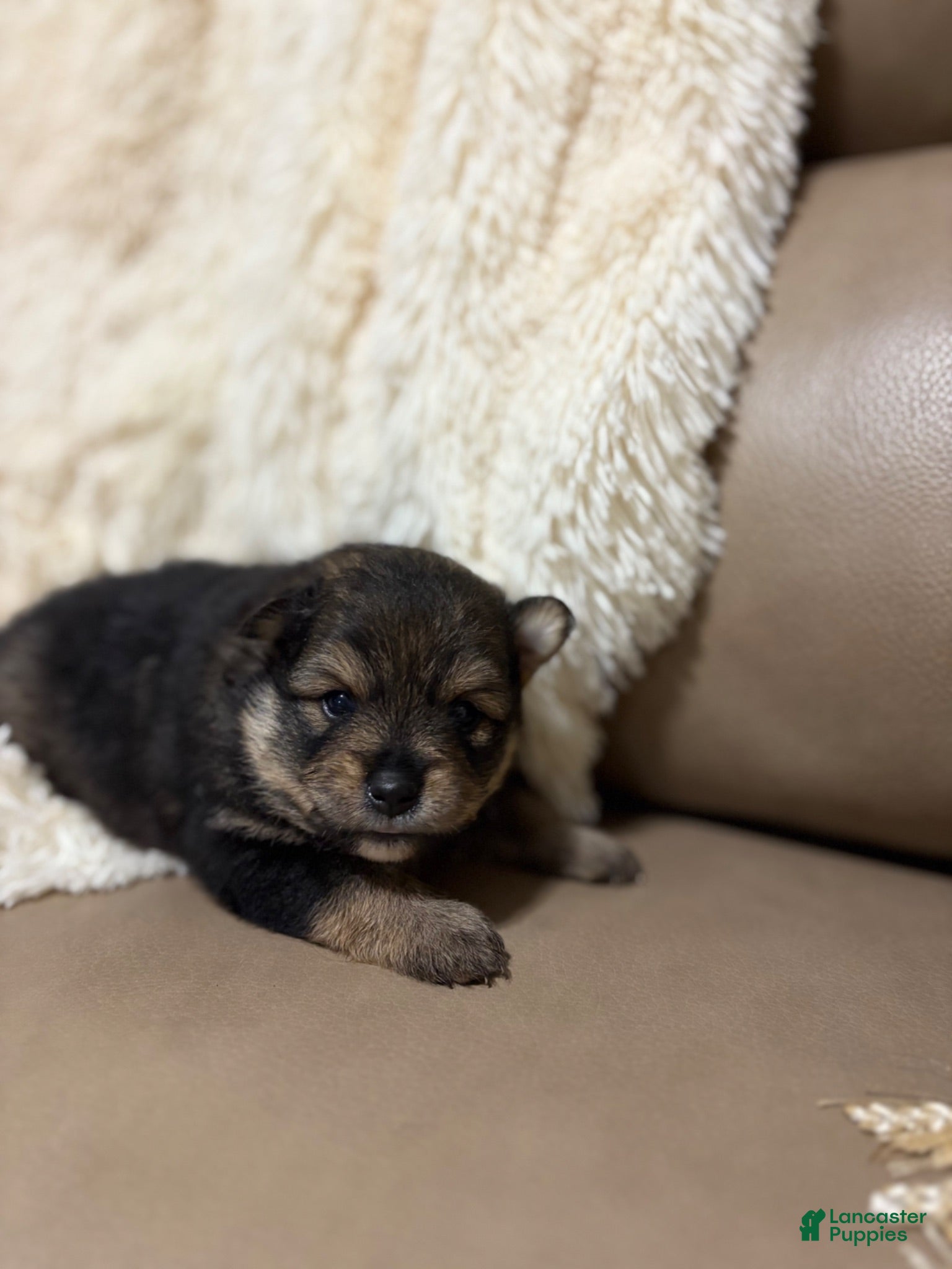 Pomeranian dogs Pomeranian 3 - Ad 1